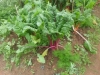 cimg0878