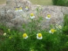 cimg0887