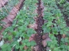 cimg0918