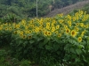 cimg0947