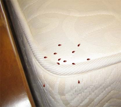 Bugs Pictures on Bed Bug Spray Toxin May Have Killed 7 People In ...
