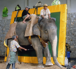 Operating table for elephants - Things Thai people invented