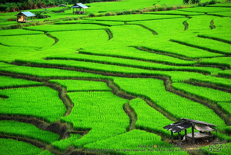 Paddy staircase Mae Jaam