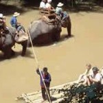 Chiang Mai Elephant Safari Ox-cart Ride and Bamboo Rafting Tour