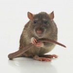 Rat meat in Thailand