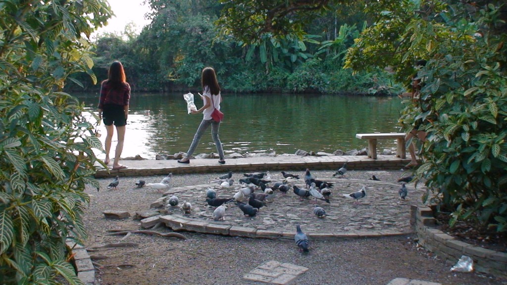 birds at wat umong