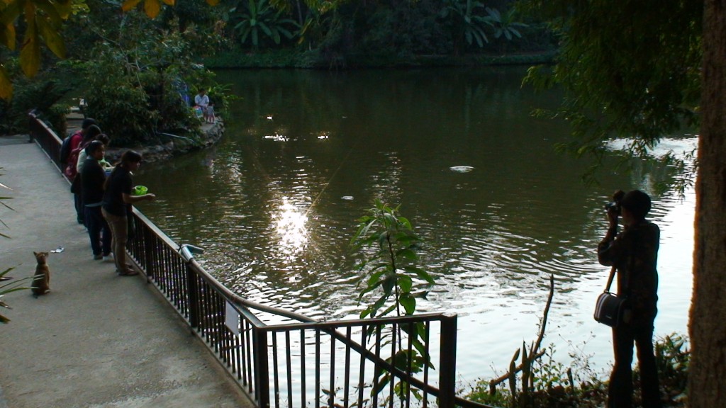 bridge at wat umong