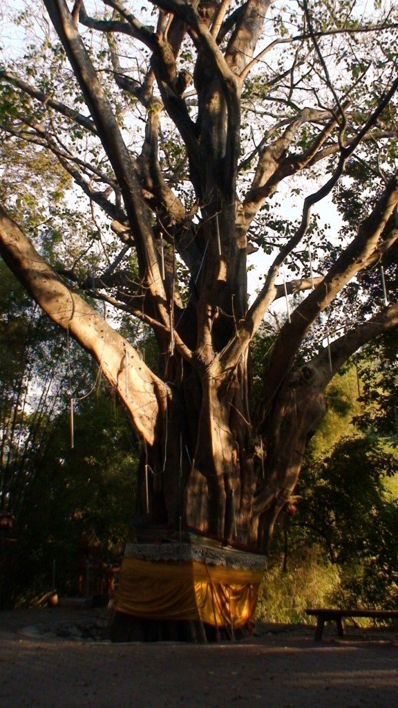 tree at wat umong