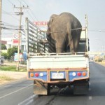Thai people are bad drivers